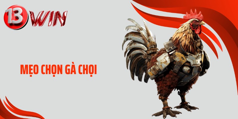 Mẹo chọn gà chọi