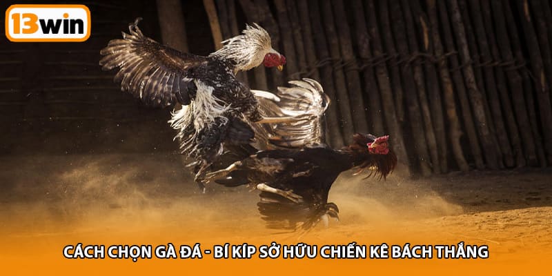 Cách chọn gà đá